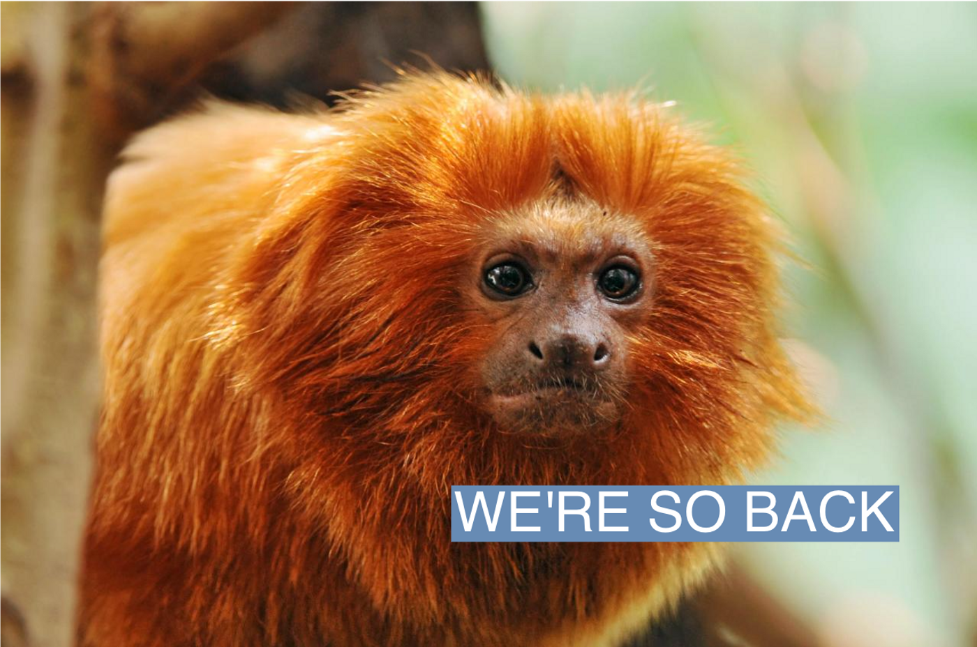 A golden lion tamarin is shown in a forest.