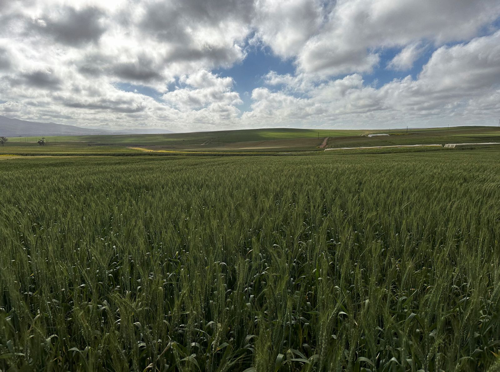  Crops grow at a wheat farm treated with soil containing micronised volcanic rock and organic biochar, called Regenr8, designed to reduce fertiliser dependency, in Heidelberg, South Africa, September 2, 2025.