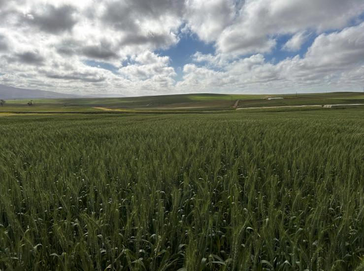 Crops grow at a wheat farm treated with soil containing micronised volcanic rock and organic biochar, called Regenr8, designed to reduce fertiliser dependency, in Heidelberg, South Africa, September 2, 2025.