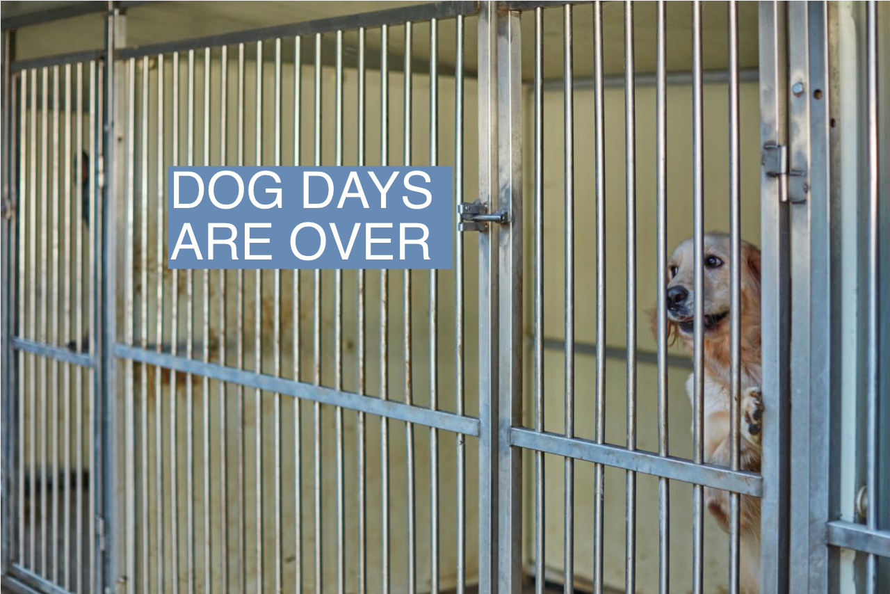 A dog peers out from a cage in South Korea.