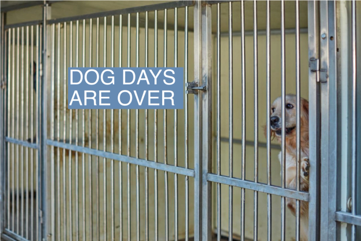 A dog peers out from a cage in South Korea.