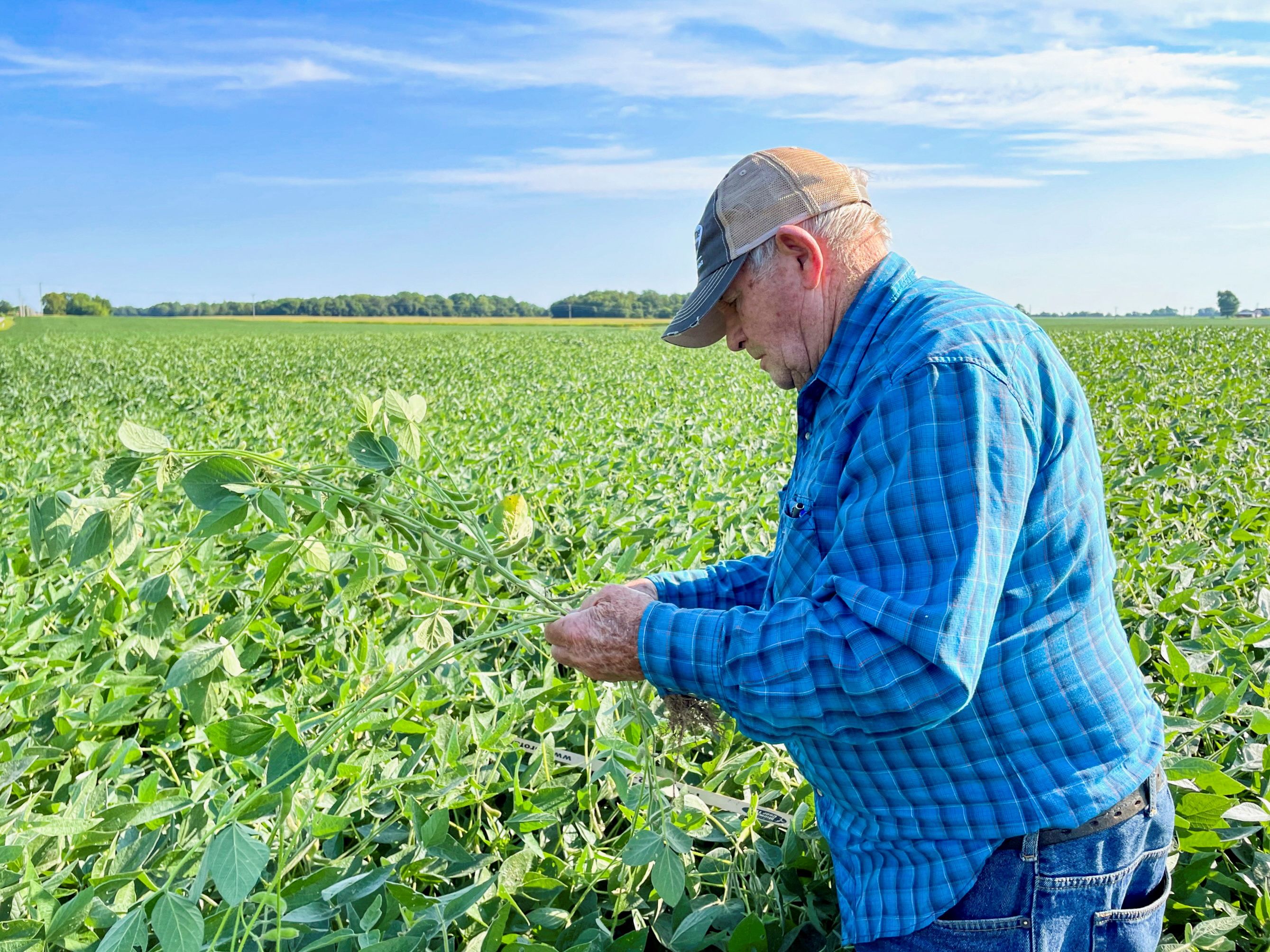 A soybean field near Linden, Indiana.