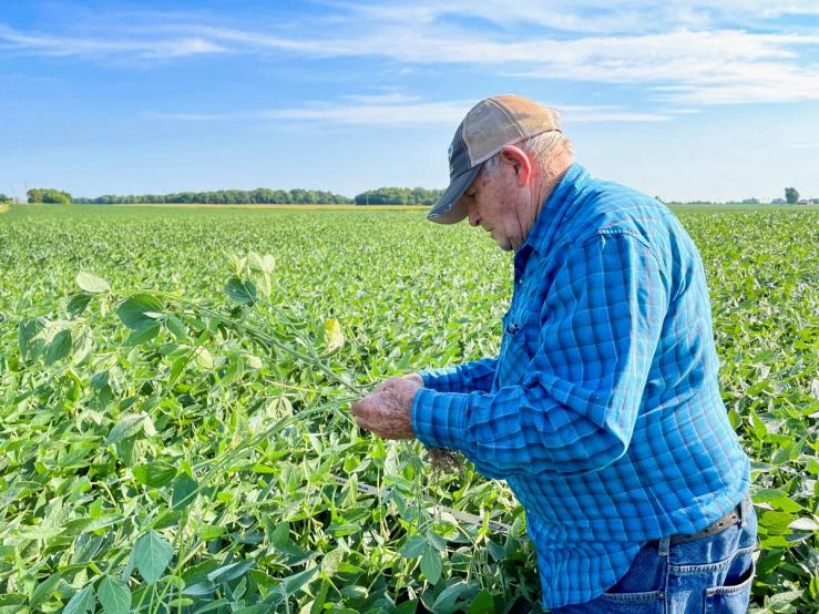 A soybean field near Linden, Indiana.