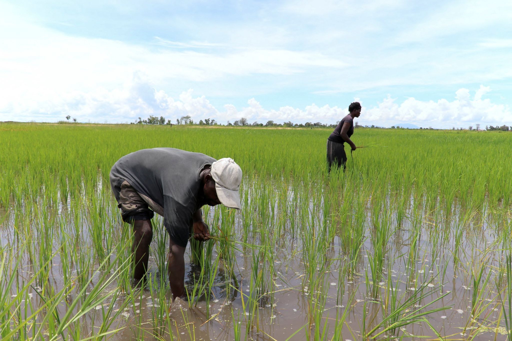 Wetlands surrounding Lake Chilwa in Malawi. 