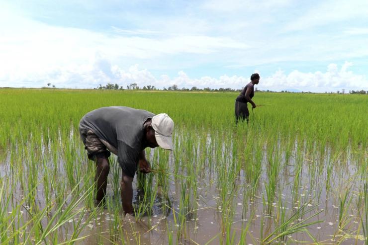 Wetlands surrounding Lake Chilwa in Malawi.