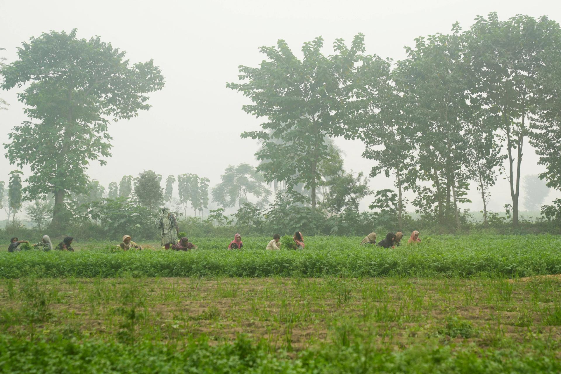  People work in a coriander field amid smog on the outskirts of Lahore, Pakistan.