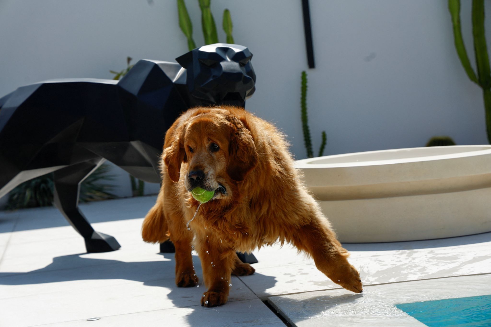 A dog, adopted by UAE resident Anna Jentgen after being abandoned by its owners amid the US conflict with Iran, carries a tennis ball while playing at Jentgen’s home in Dubai.