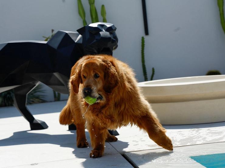 A dog, adopted by UAE resident Anna Jentgen after being abandoned by its owners amid the US conflict with Iran, carries a tennis ball while playing at Jentgen’s home in Dubai.