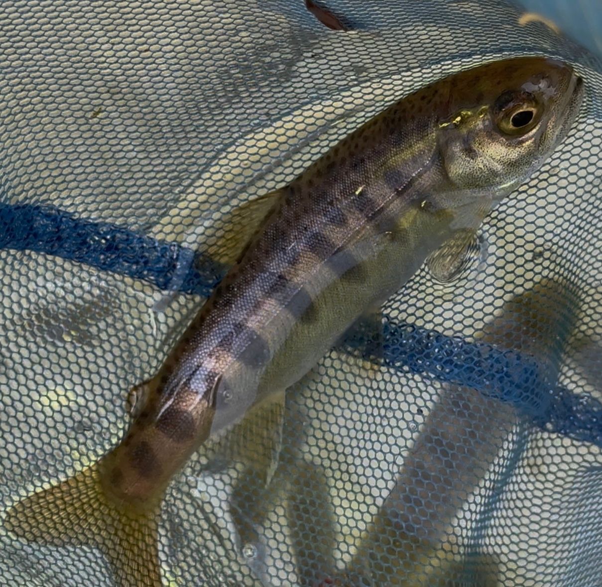 A juvenile coho salmon 