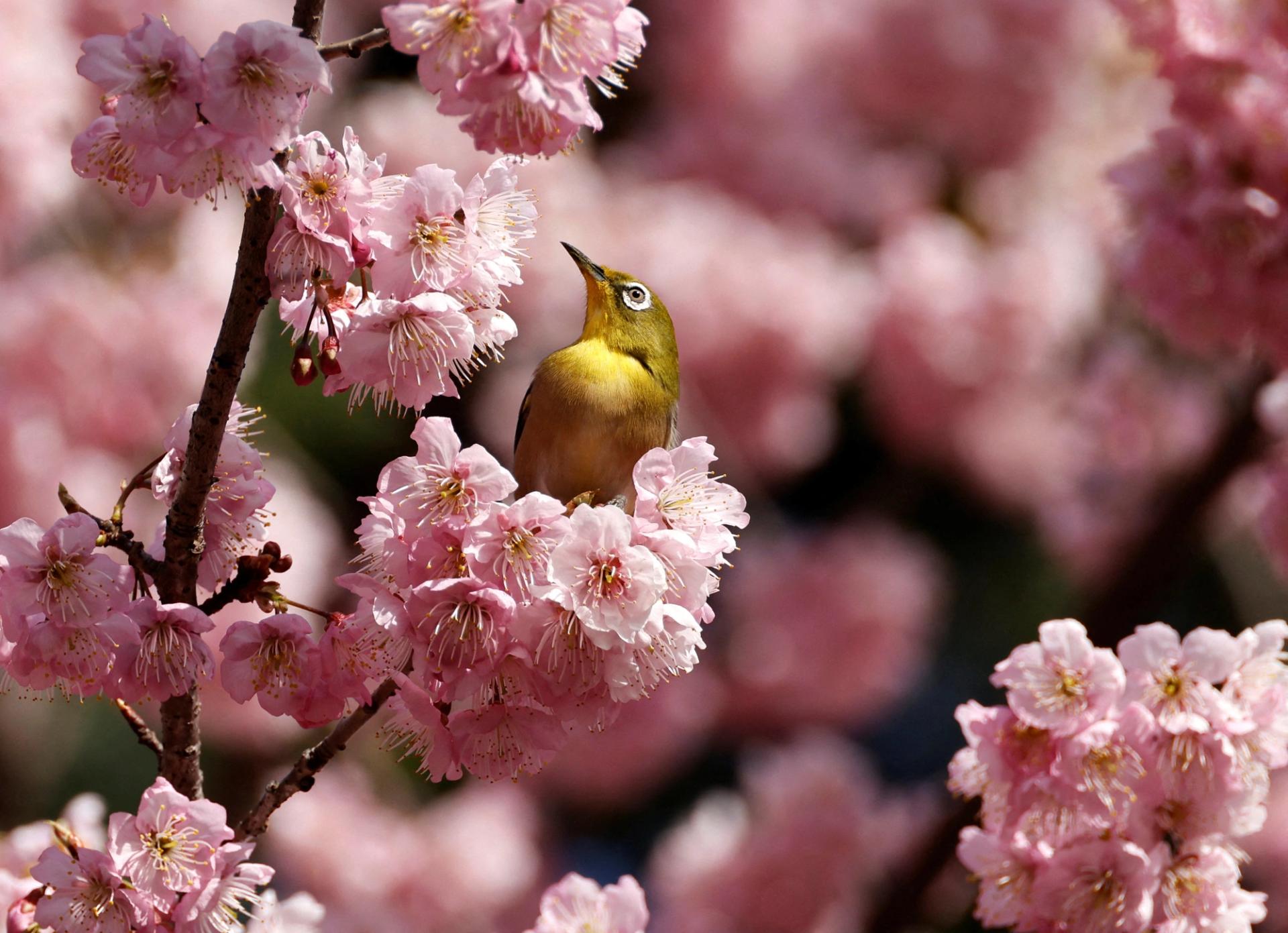 A white-eye bird is seen on an early-flowering cherry blossoms in full bloom at a park in Tokyo, Japan March 1, 2023. REUTERS/Issei Kato
