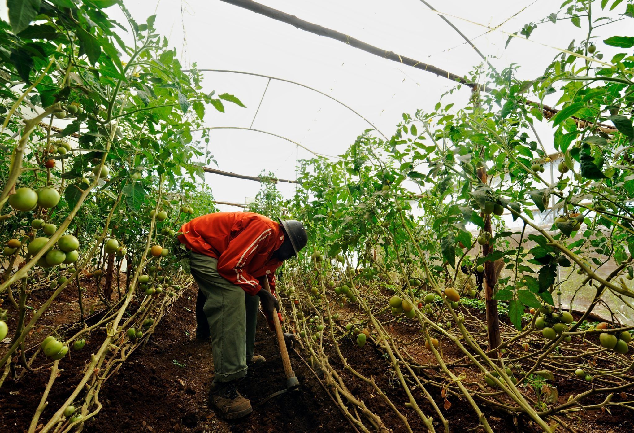 A farmer working ina greenhouse in Kenya.