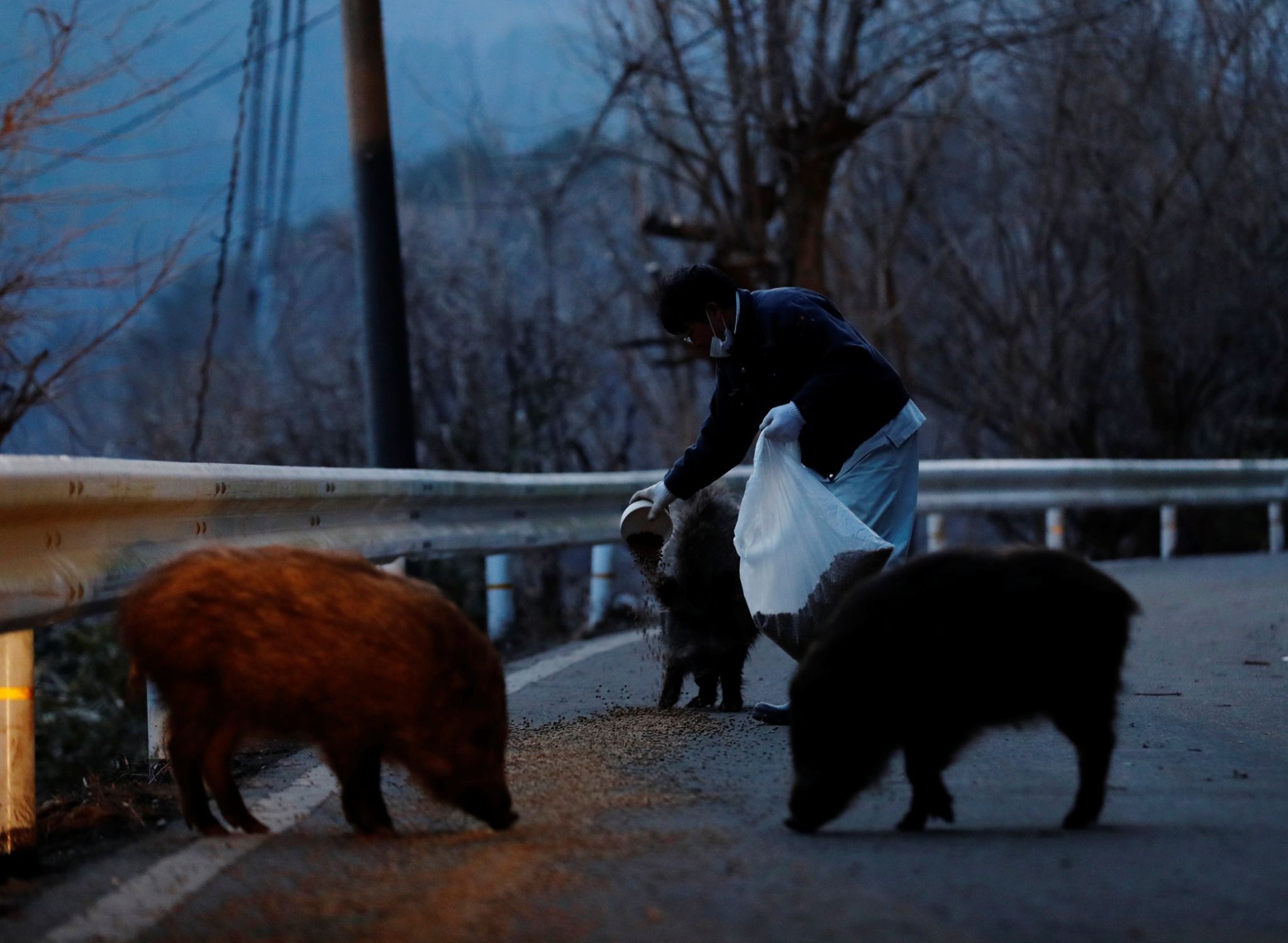 A man feeds wild boars in a restricted zone in Namie, Fukushima Prefecture, Japan