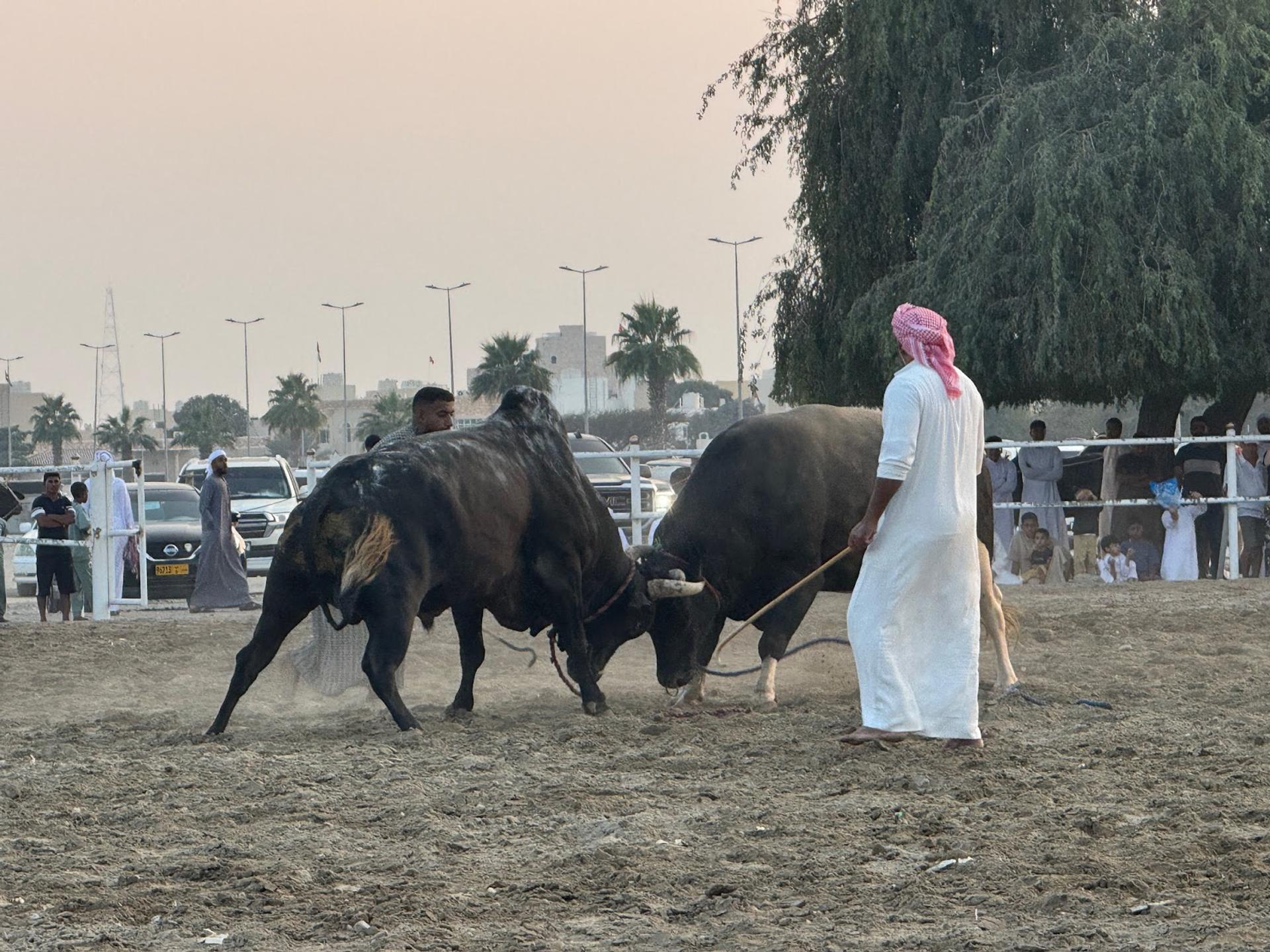 A bull fight.