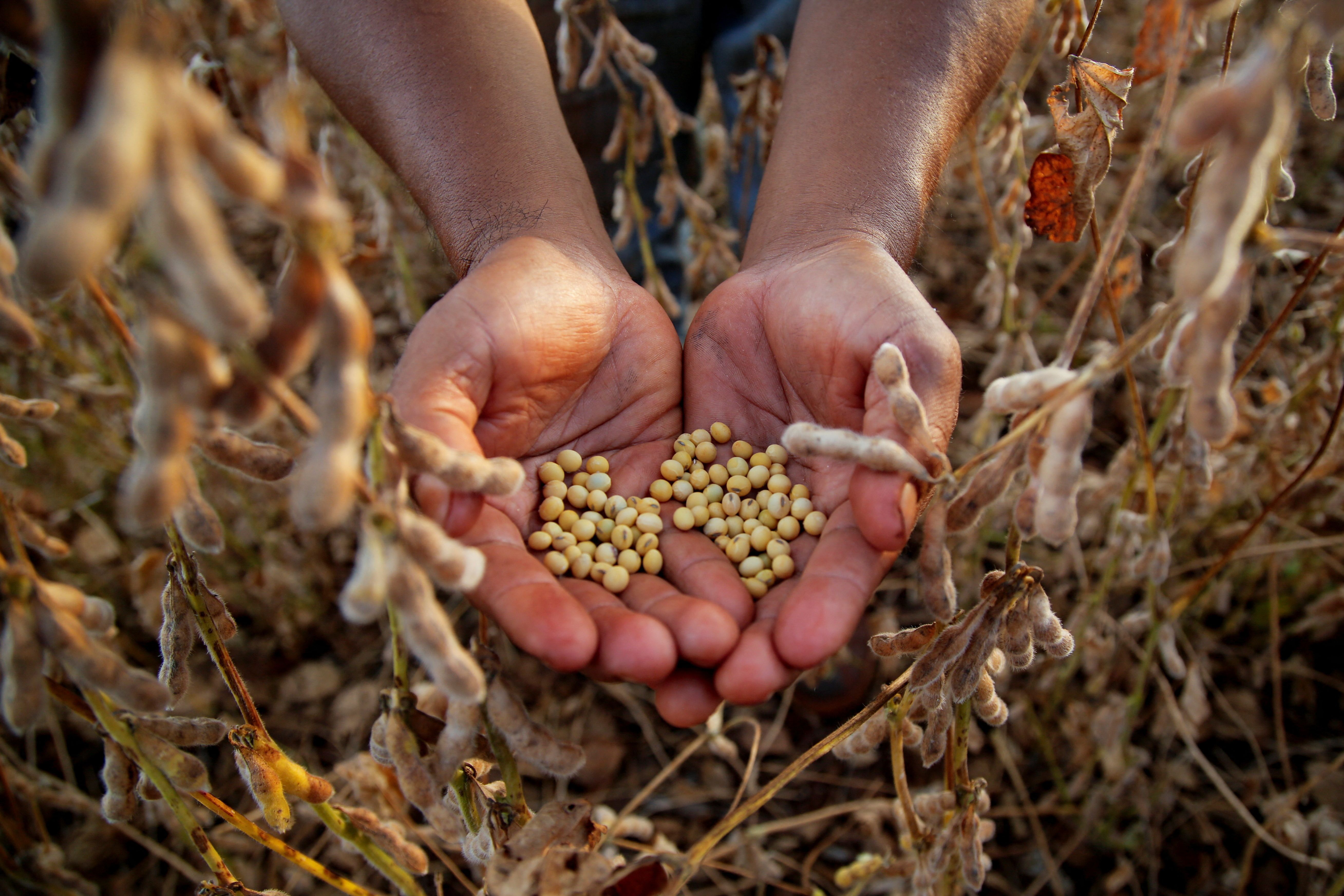 Soy beans in Paraguay.