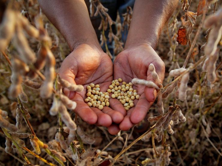 Soy beans in Paraguay.