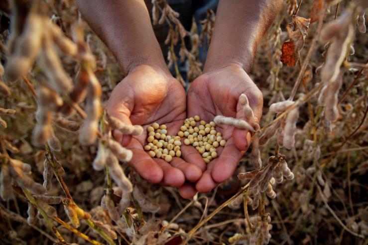 Soy beans in Paraguay.