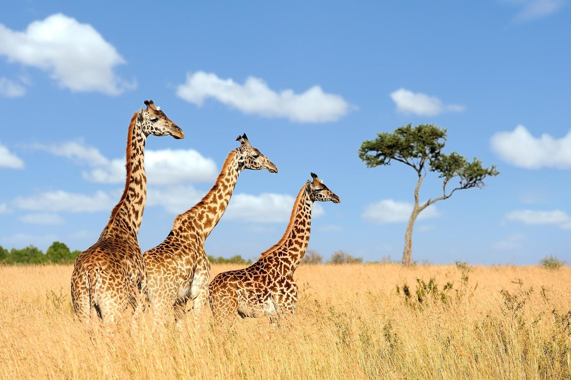 Giraffes.