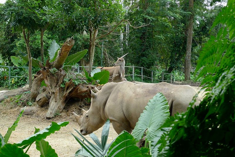 Rhinos in the Singapore zoo