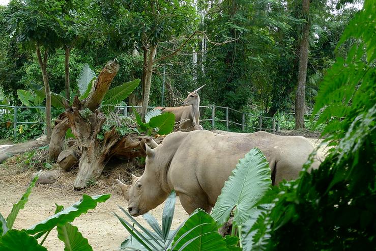 Rhinos in the Singapore zoo