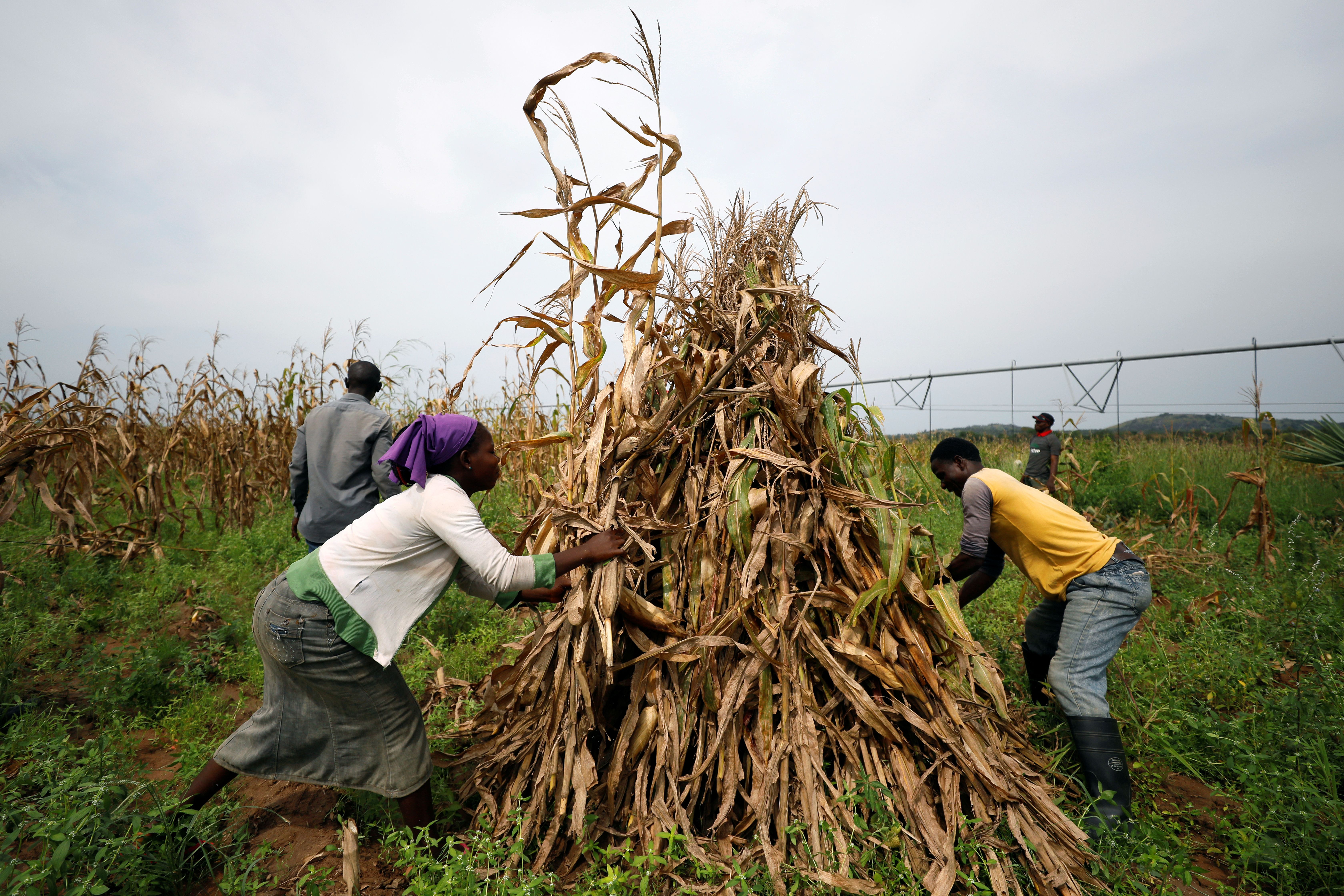 Workers collect harvested maize stems in Nigeria.
