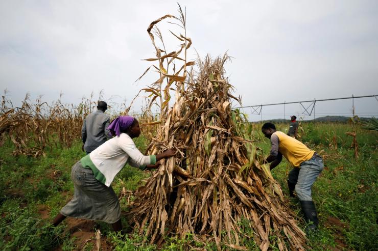Workers collect harvested maize stems in Nigeria.