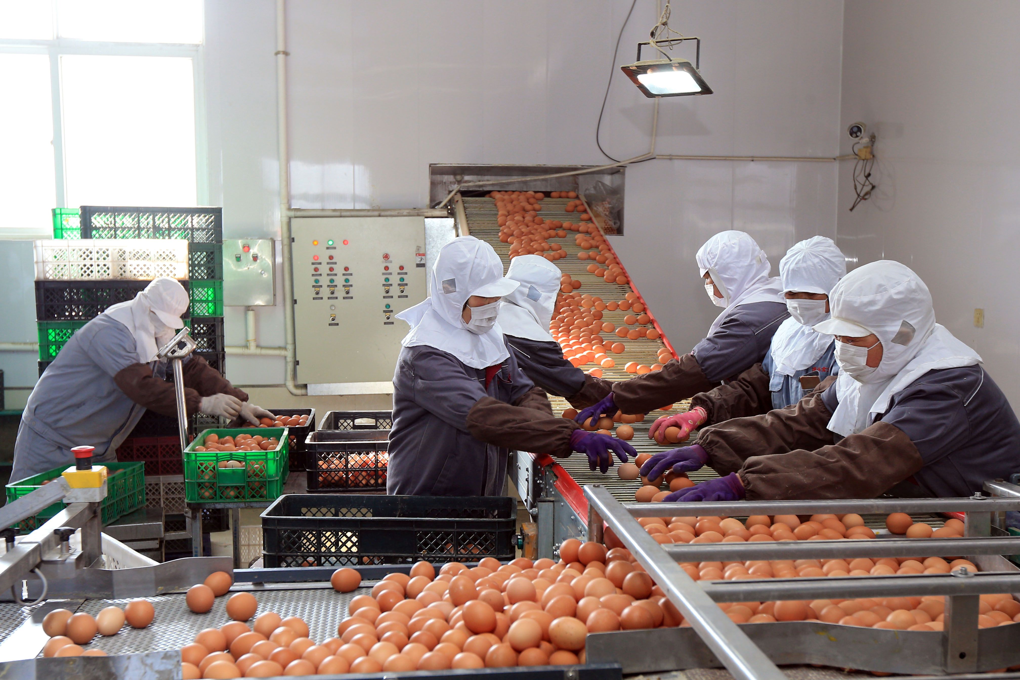 An egg factory in China. 