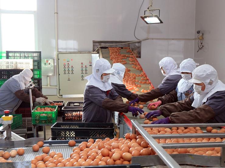 An egg factory in China.
