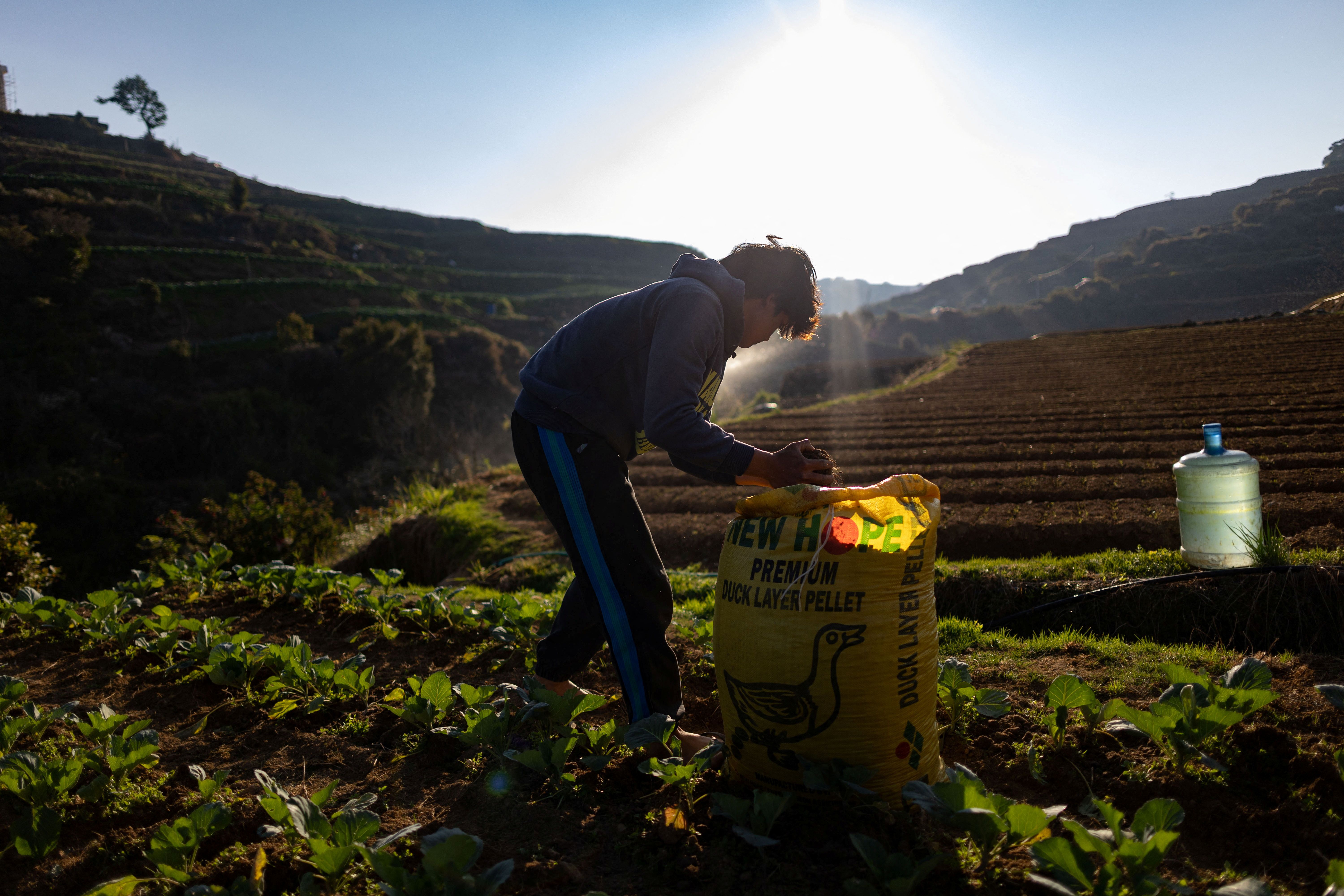 A farmer scoops out chicken manure to fertilize a cabbage field in Atok.