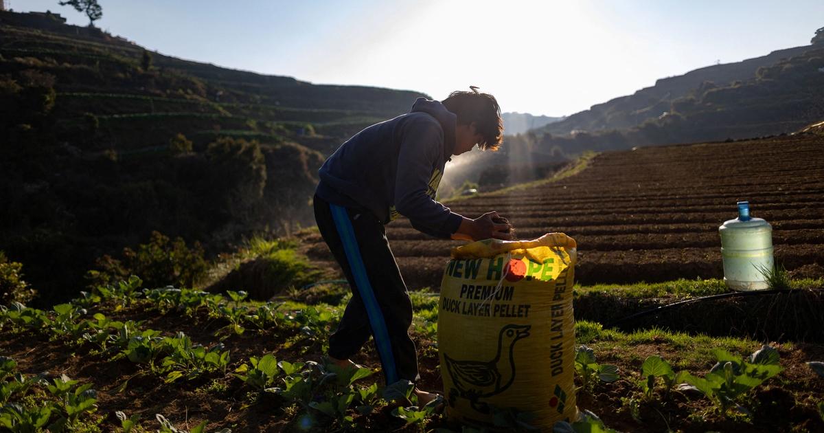 Exclusive: Fertilizer prices set to surge even higher