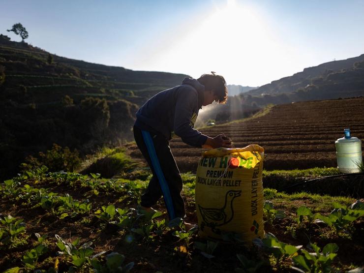 A farmer scoops out chicken manure to fertilize a cabbage field in Atok.