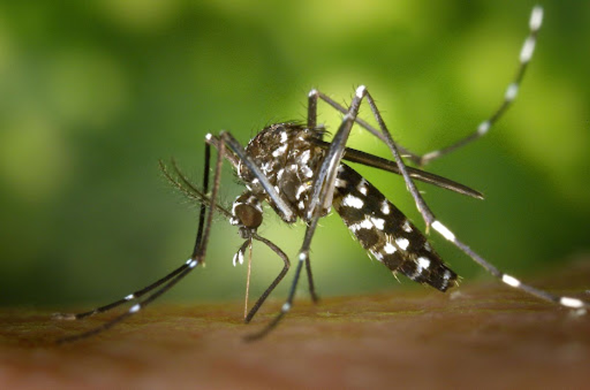 A mosquito. 