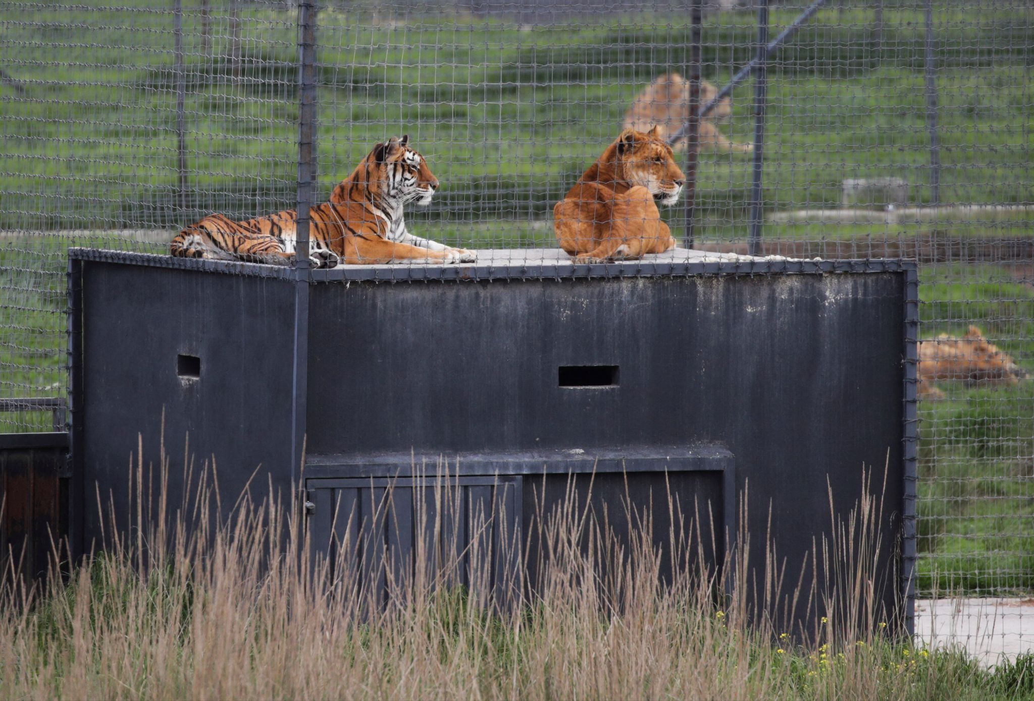 Tigers in an outdoor cage in Mexico