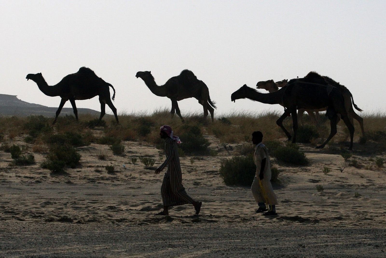Camels cross Saudi Arabia’s remote desert border into Qatar.