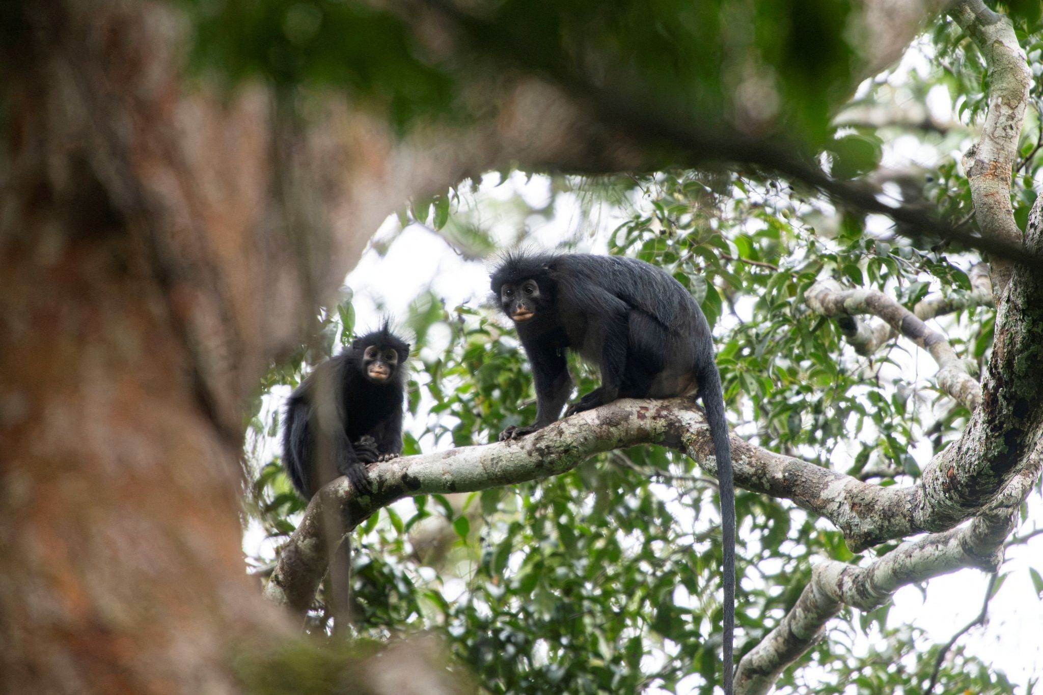 Two Colobus congoensis in a tree