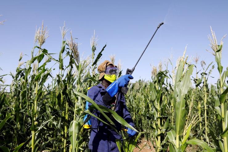 A man sprays pesticides in a maize field in Kenya.