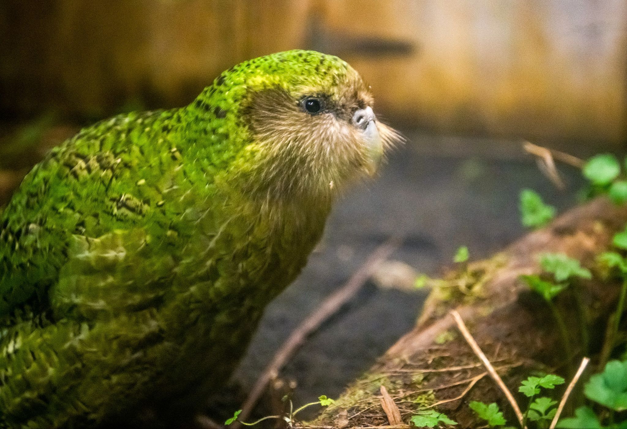 The kakapo. 