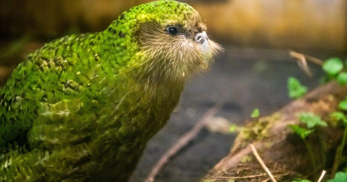 Kākāpō population surges with 240 eggs laid this season