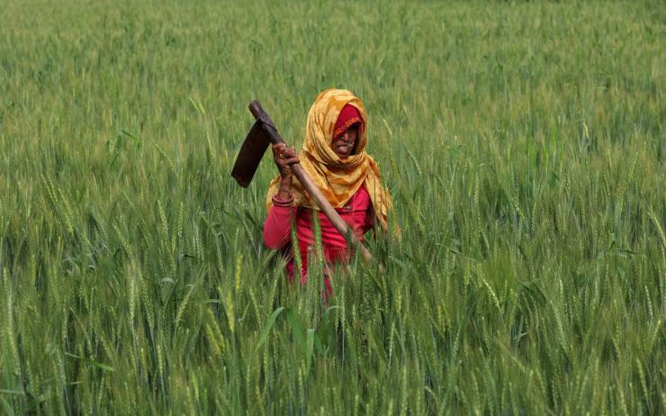A farmer in India.