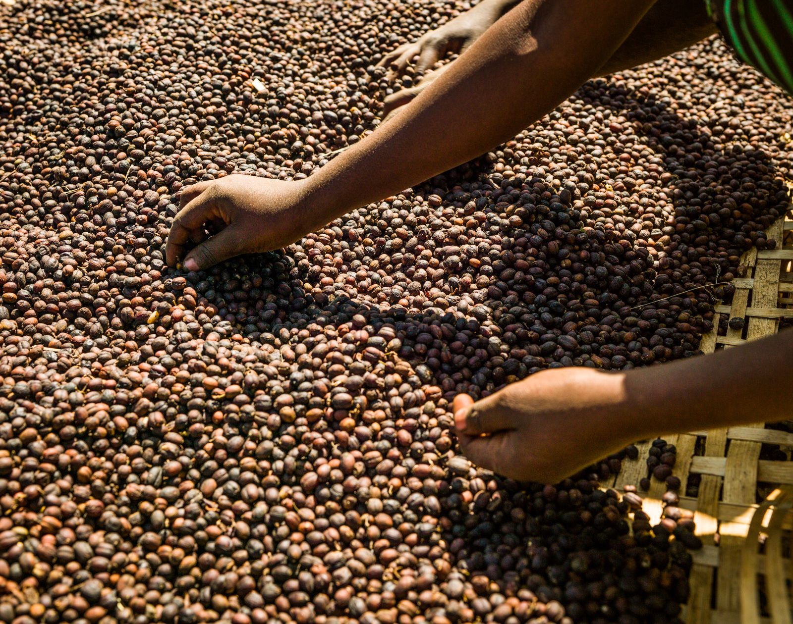 Coffee berry sorting process, near Hawassa.