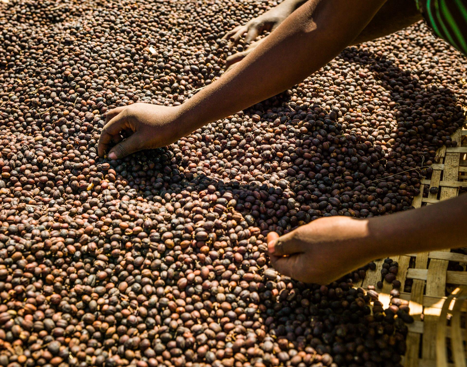 Coffee berry sorting process, near Hawassa.