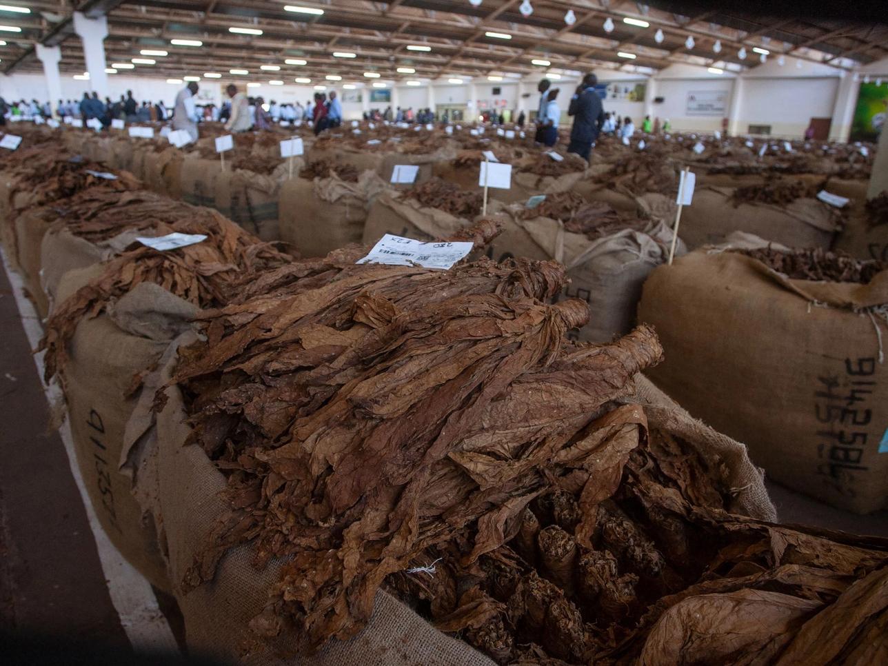 Tobacco bales on sale at the Lilongwe Auction floors.
