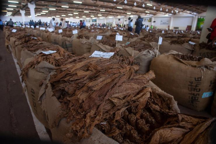 Tobacco bales on sale at the Lilongwe Auction floors.