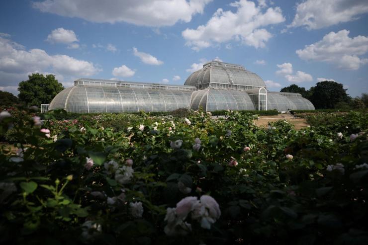 Roses bloom in front of the Palm House at Kew Gardens.