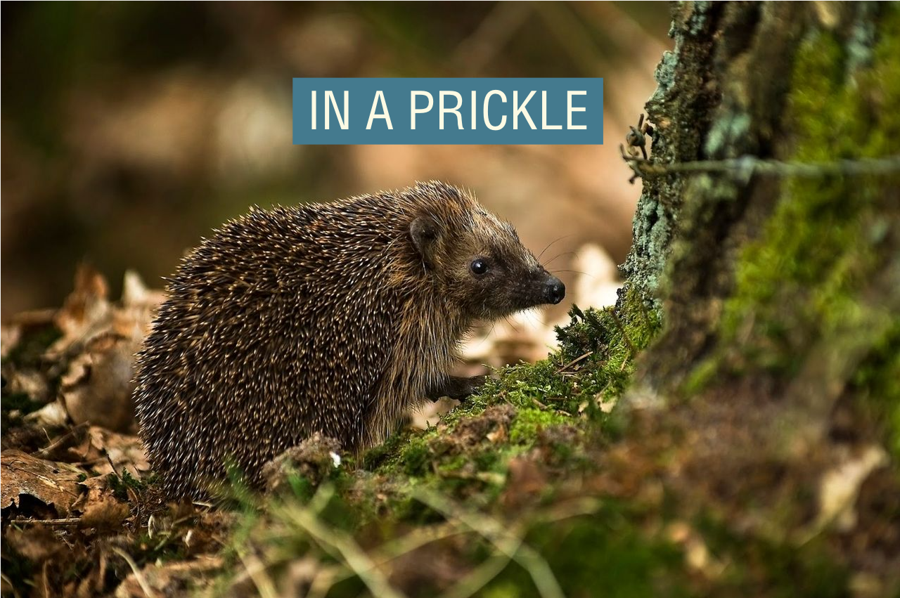 A European hedgehog walking on moss near a tree.