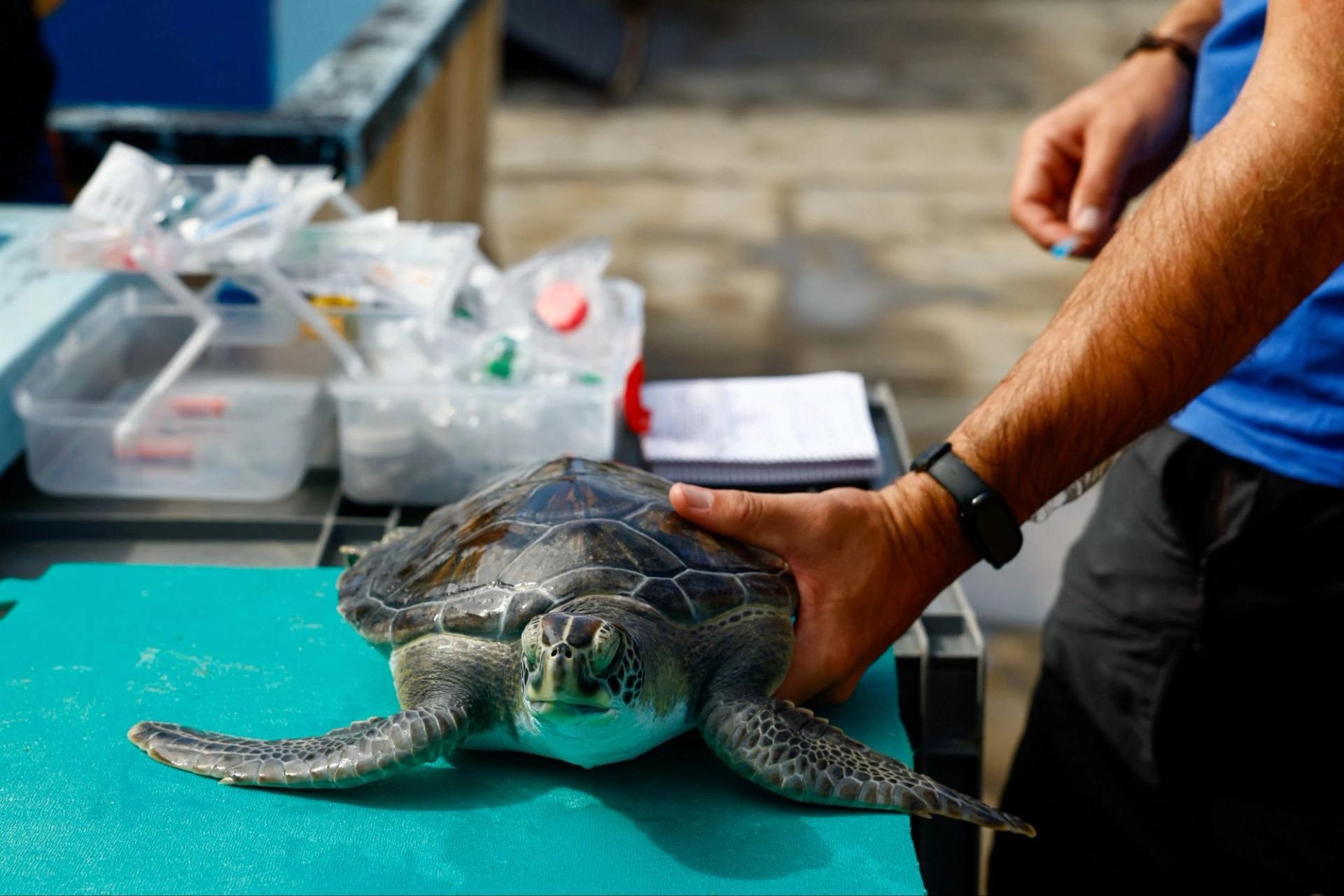 Vets handle a green turtle 