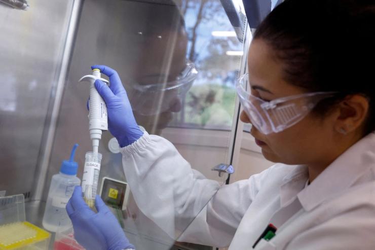 An inspector in Brazil looking at a bird flu sample