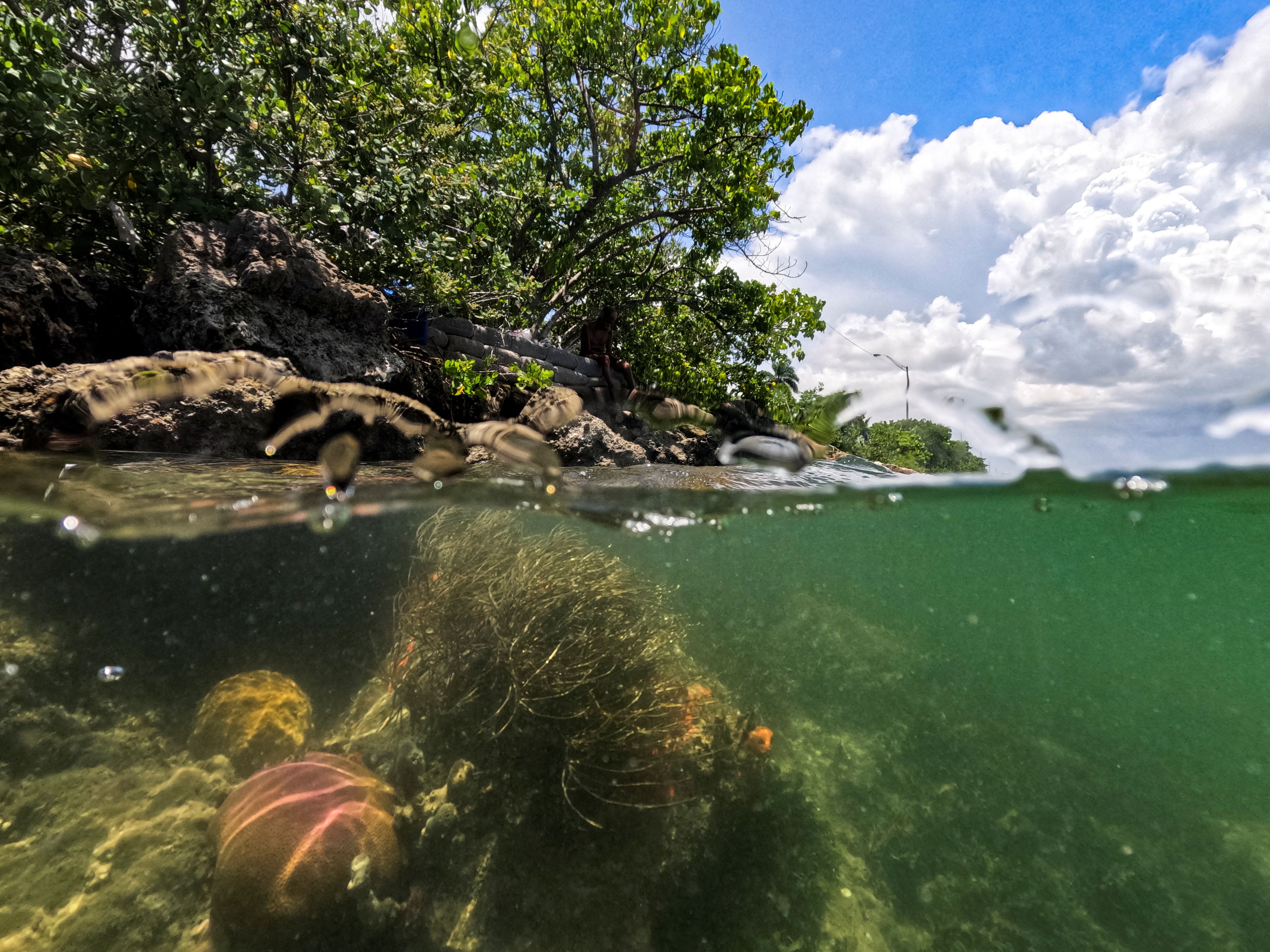 Bleached and thriving corals lie below the Port of Miami. 