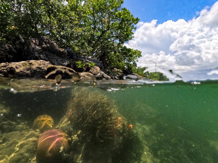 Bleached and thriving corals lie below the Port of Miami.