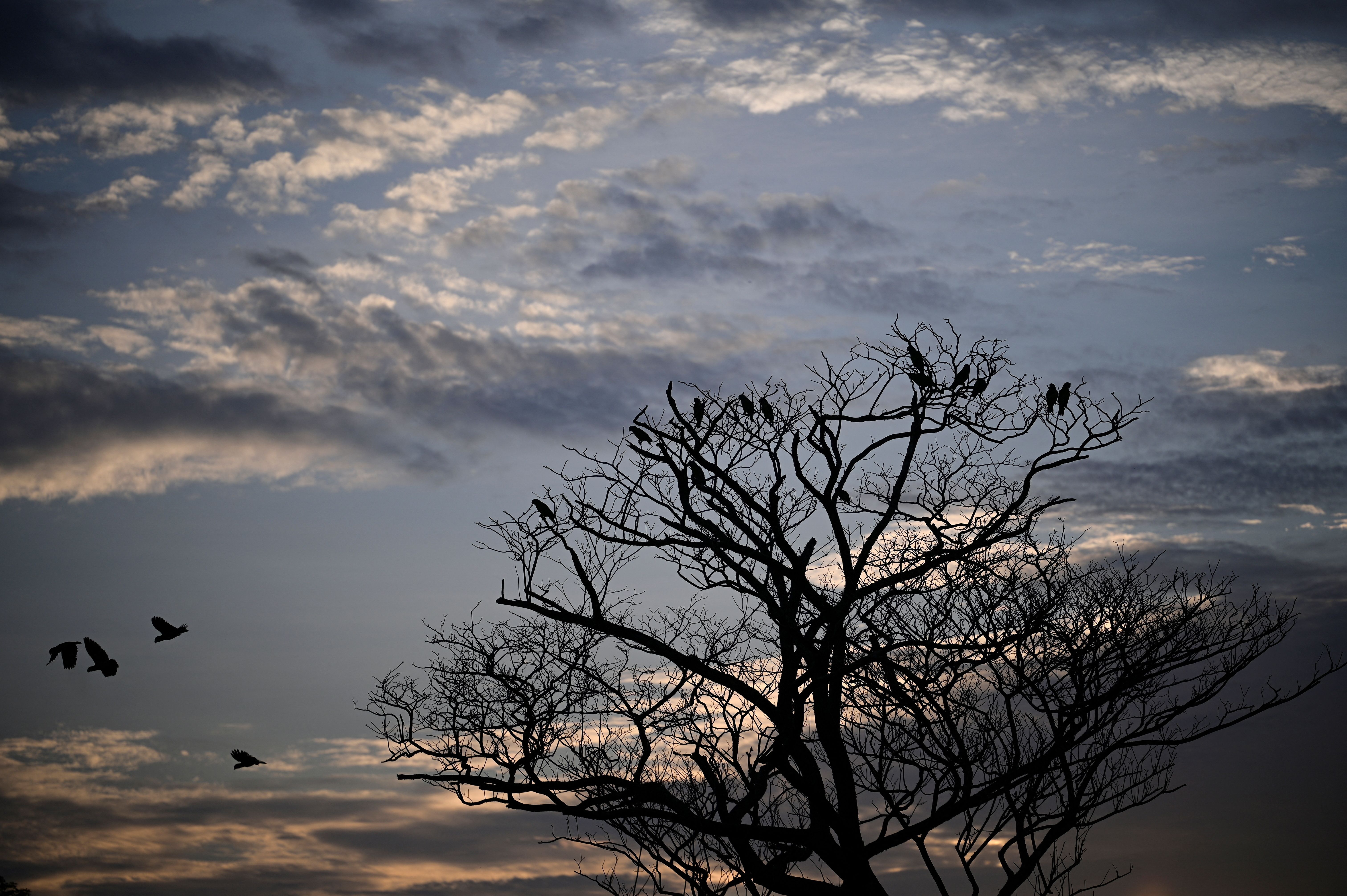 The sun rises the morning prior to the release of Orinoco crocodile hatchlings raised in captivity into the wild at the Capanaparo River, at the Terepaima Ranch near Elorza, Apure State, Venezuela, April 24, 2025.