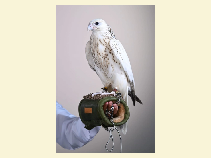 An “Ultra White Pure Gyr Garmousha” falcon chick sold in Abu Dhabi.